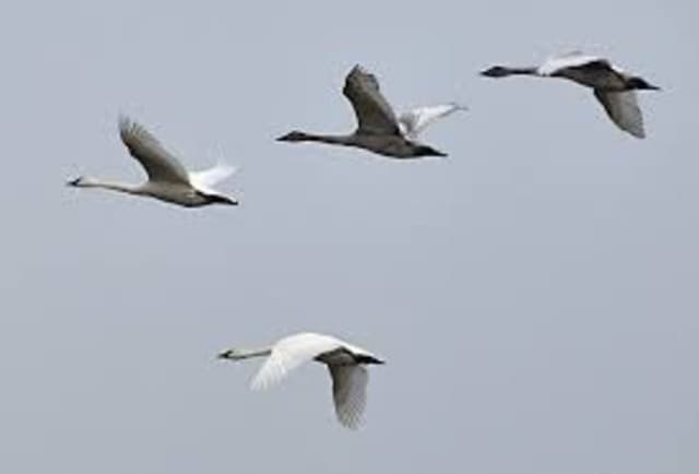 Der grösste Fehler bei Flugbuchungen